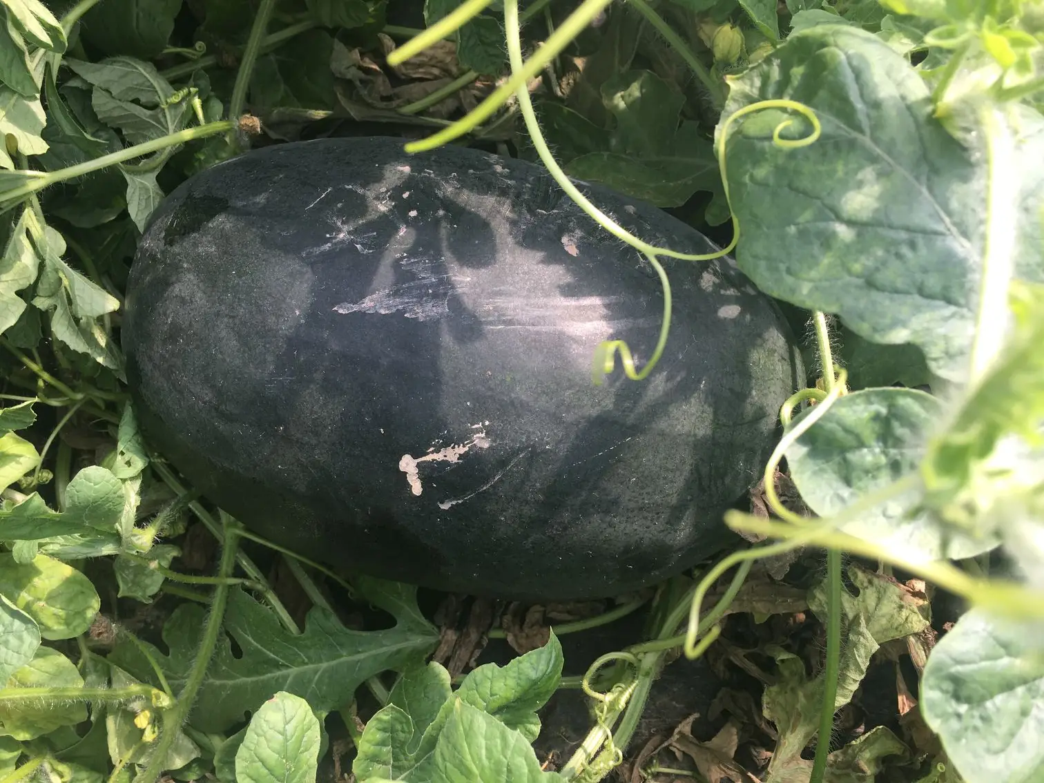 BLACK JING black skin f1 hybrid red watermlon seeds for sale