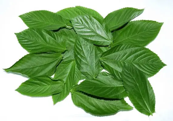 Wholesale Molokhia Leaves  Natural Egyptian Molokhia Leaves 100% Pure Organic Premium Grade Molokhia Herbs