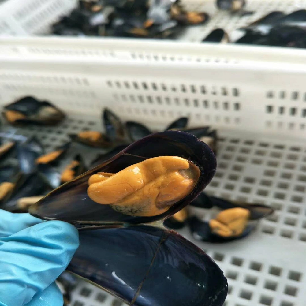 
New Zealand mussel 