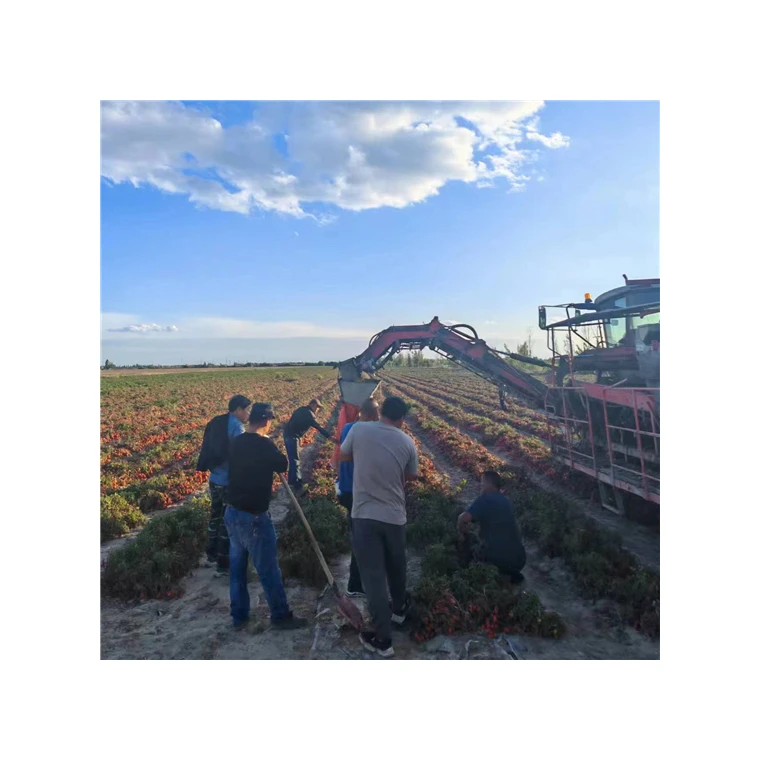 800g Best Brand Organic Canned Tomato Paste Manufacturer with Best Price