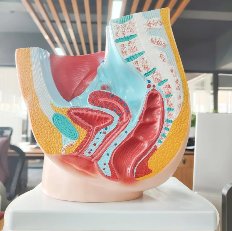 DARHMMY Female Human Sagittal Pelvic Anatomical Model with 2 Parts for Medical Science