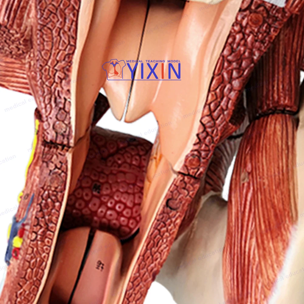 
YIXIN/Nasal, Oral, Pharynx and Larynx Cavities, Human Anatomy Teaching Model 