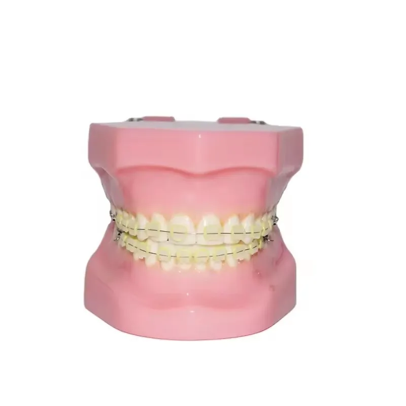 Dental typedont teeth model for preparation dental student teeth models dental factory orthodontic practice model