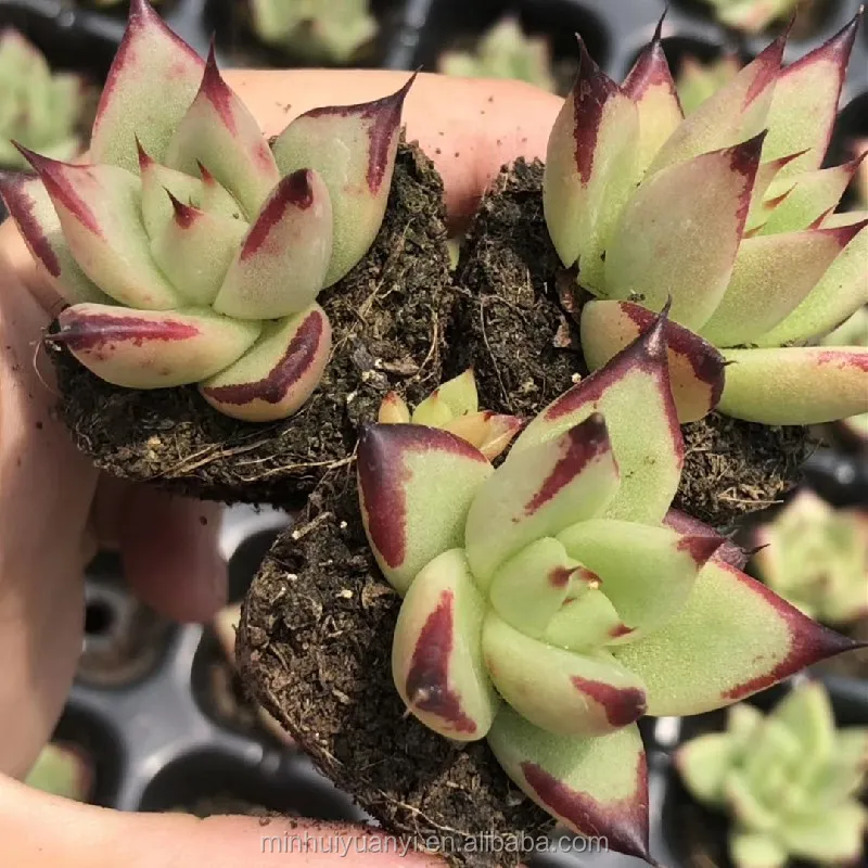 Wholesale of succulent plants Indoor ornamental plants  Echeveria