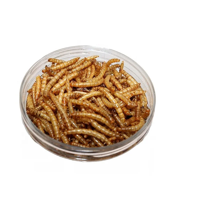 Xin jie biotechnology Dried Yellow meal worms,birds food,pets food