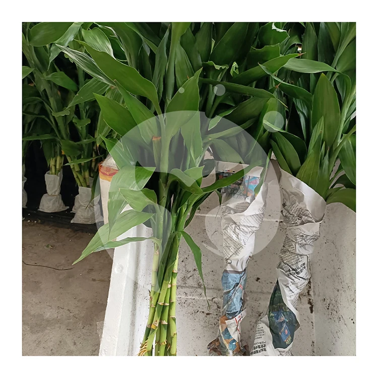 Factory price wholesale artificial plant lucky bamboo Dracaena sanderiana