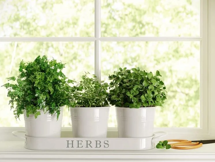 Garden Galvanized Indoor Flower Pot Set Kitchen Herb Pots Planter With Tray