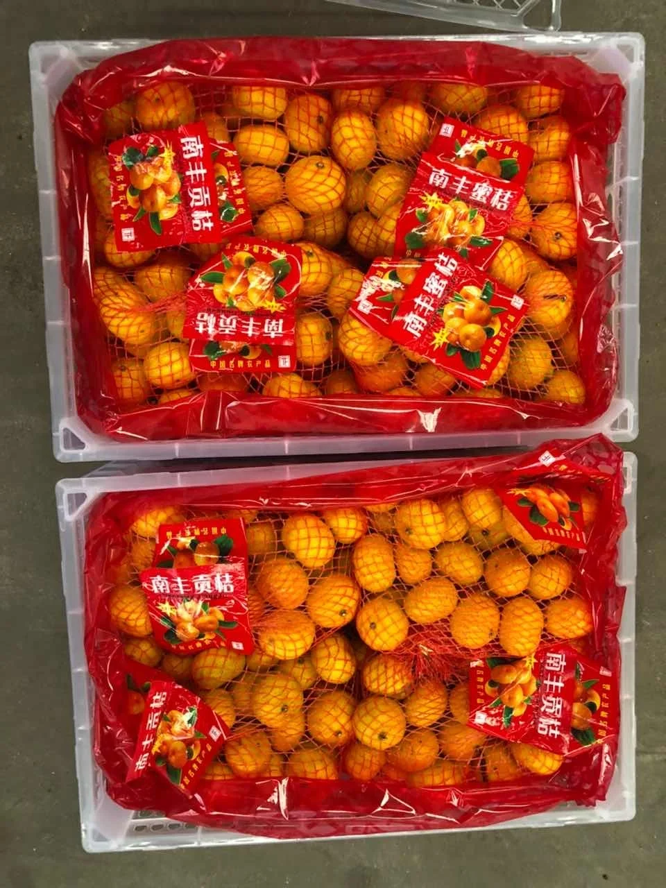 2020 new crop sweet taste fresh baby mandarin