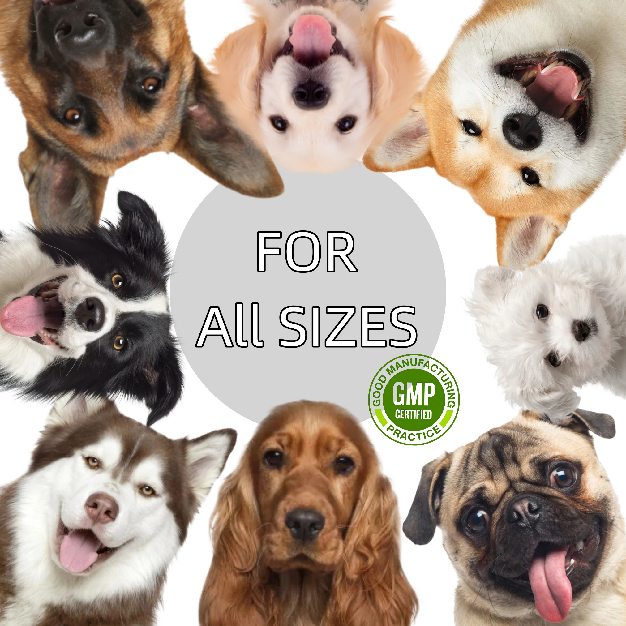 Wholesale Natural Supplement Bladder Bites Soft Chews Supports Urinary Tract Infection Treat Healthcare For Pet Dogs