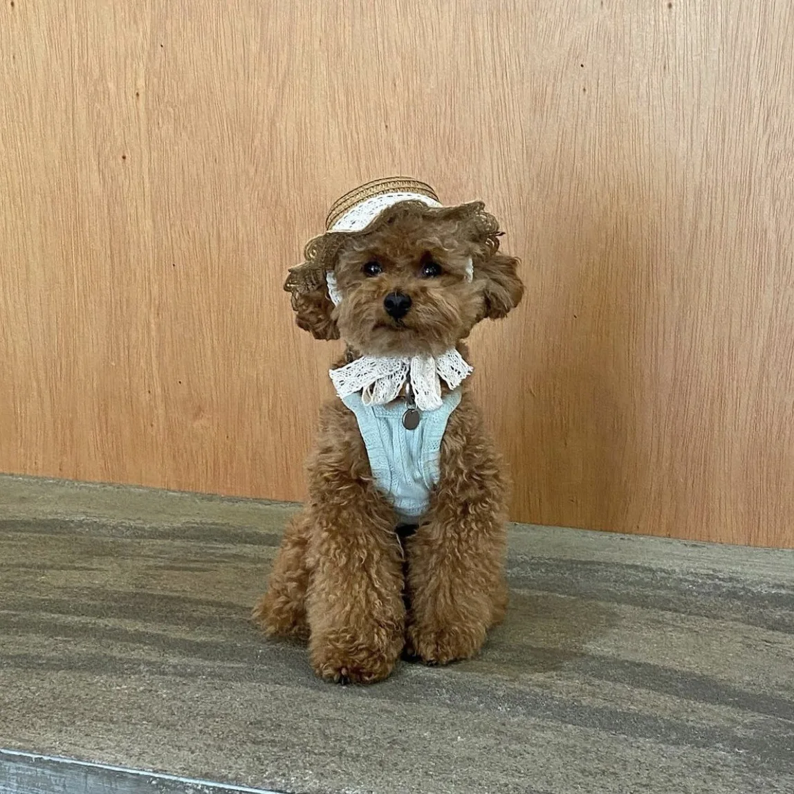 HOT Selling Cat Pet Dog Hat Small Dog Teddy Bear Sunscreen Hat Pastoral Style Decoration Photo Headdress Cute Sunshade Hat