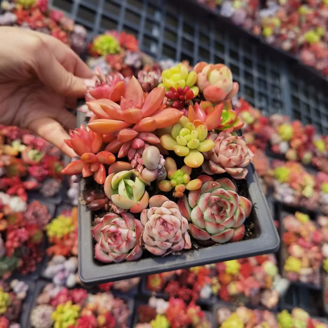 
Succulent wholesale natural plant succulent pot Korea Succulent Plants 