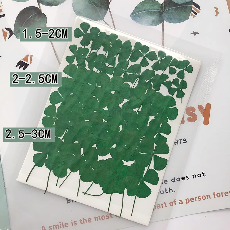 MNR1943 pressed and real dried four-leaf clover for DIY decoration