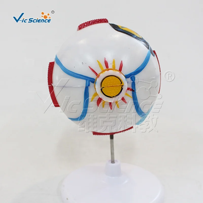 Anatomical Model of Eyeball Anatomy Model Medical Model for Teaching Human Anatomy Science