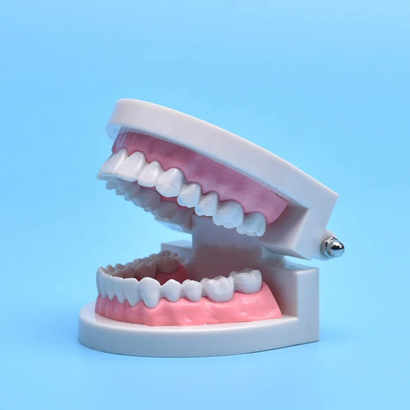 Dental Teeth Model Life Size Removable Oral Health Care For Kids Dental Teaching Model Upper Lower Jaw Educational Supplies
