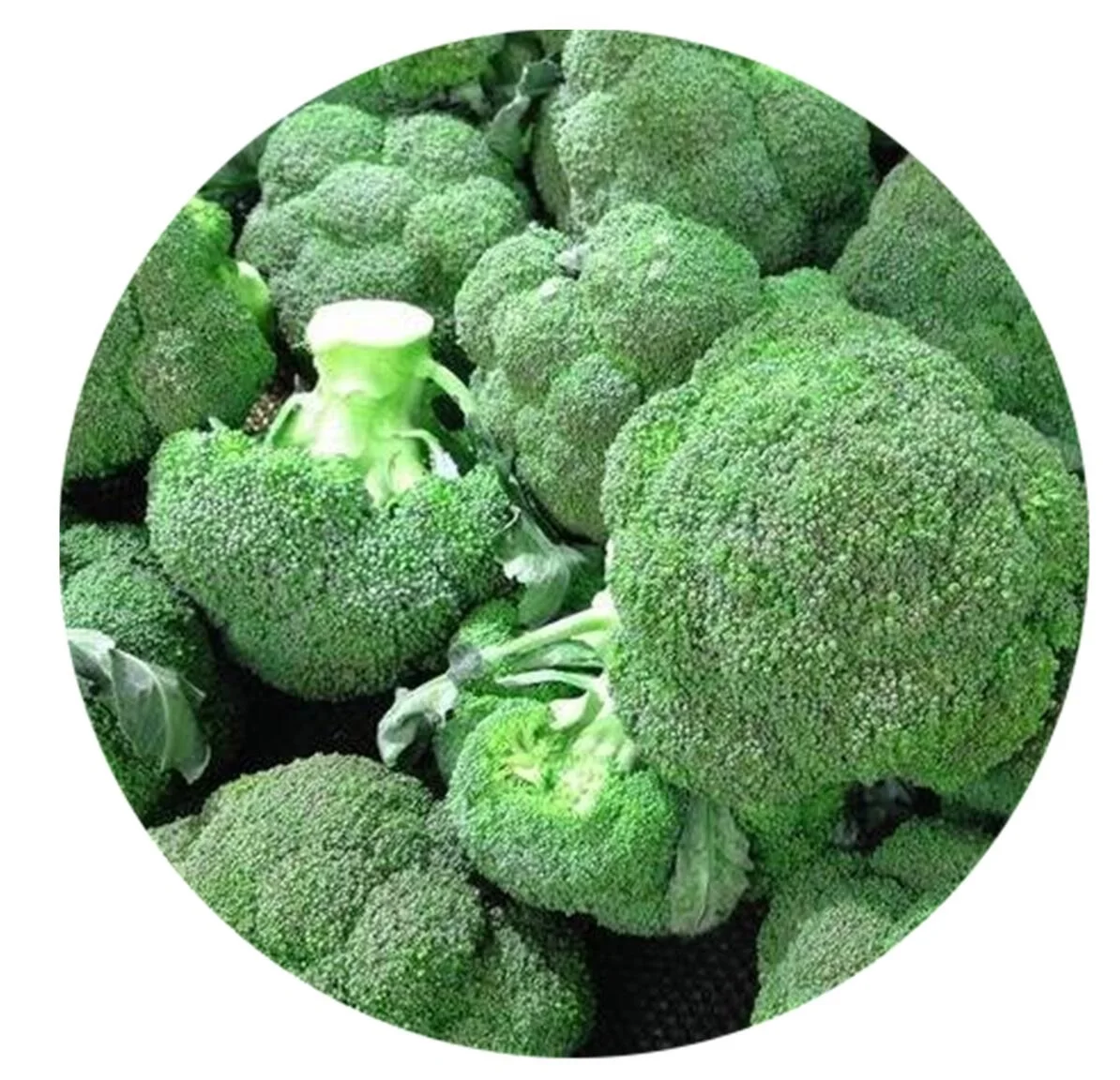 low price IQF broccoli vegetables frozen broccoli