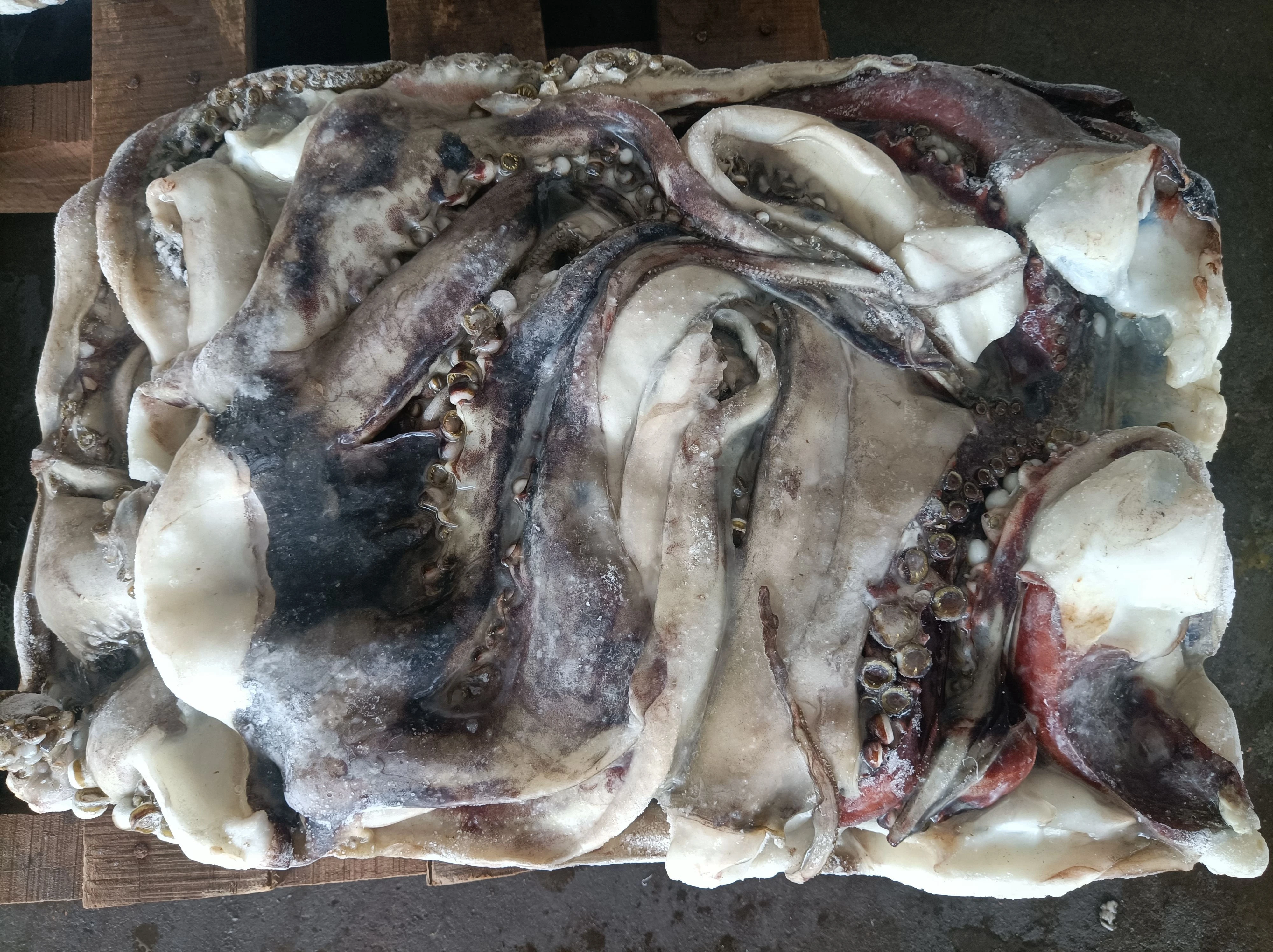 M12 High quality squid head frozen squid tentacle