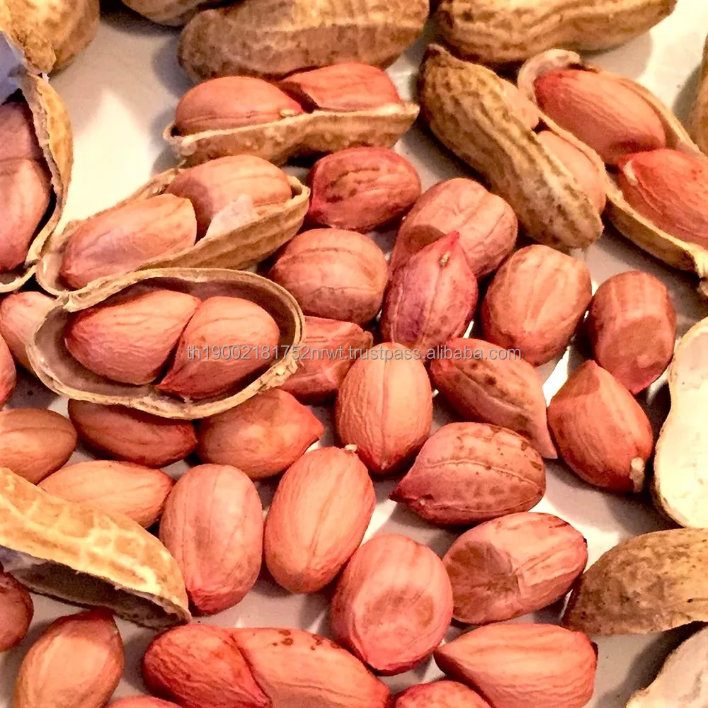 
Raw Peanuts for Sale Crop Plants Graines de Legumes Legume Plants Groundnuts Edible Seeds for Export Quality 