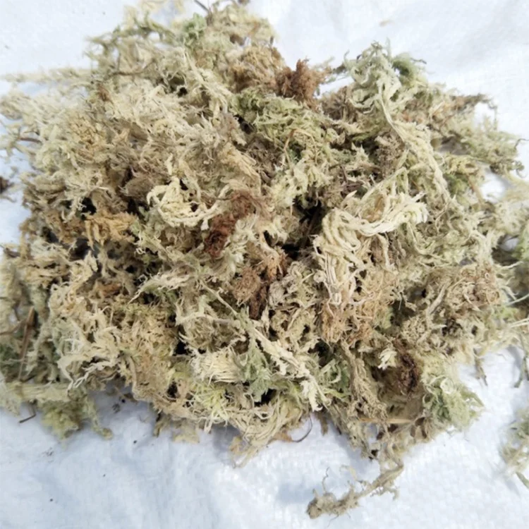 Sphagnum moss sphagnum moss bulk for orchid pots dry dried green forest moss for plant