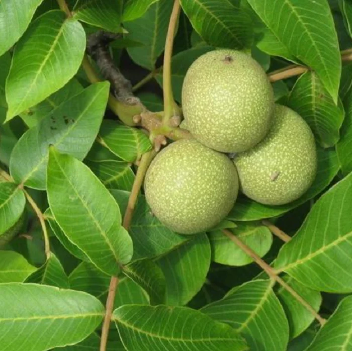 
 Он Tiao Мяо высокое качество Чандлер грецкие орехи, для посадки  