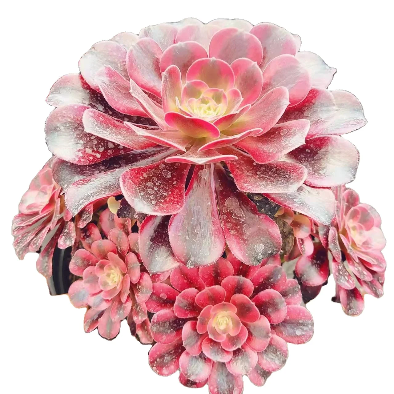 YF007 Aeonium Medusa Variegated Professional Manufacture  Design Succulent Potted Plants Faux Succulents