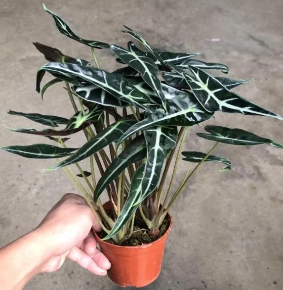 Алоказия bambino