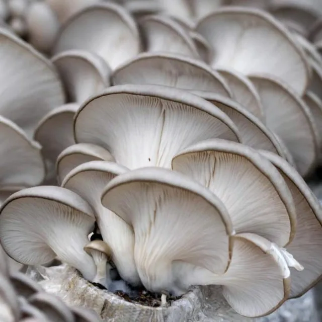 Factory Direct Sales of High-quality Fresh oyster Mushrooms