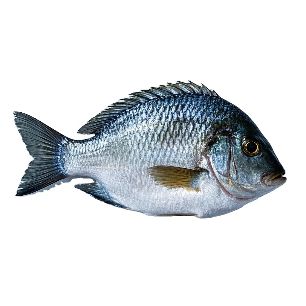 SD 100-120 Frozen seafood Frozen White Pomfret