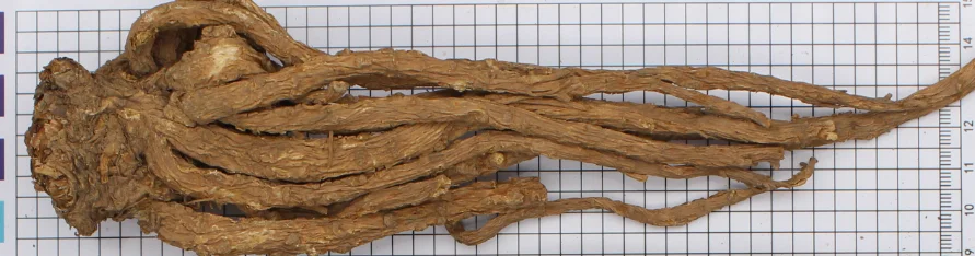 
The high quality of Chinese medicinal materials and the preferential price of Angelica sinensis 