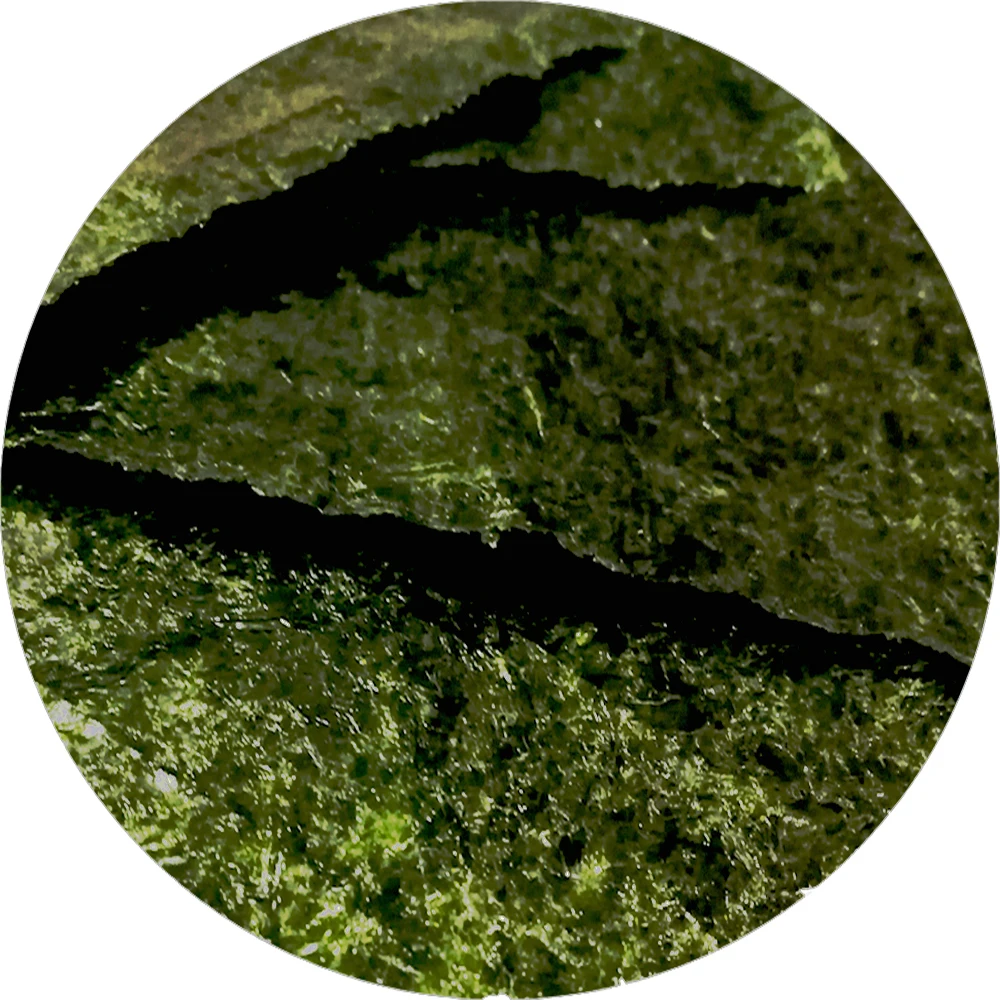 roasted seaweed yaki sushi nori algae sea laver
