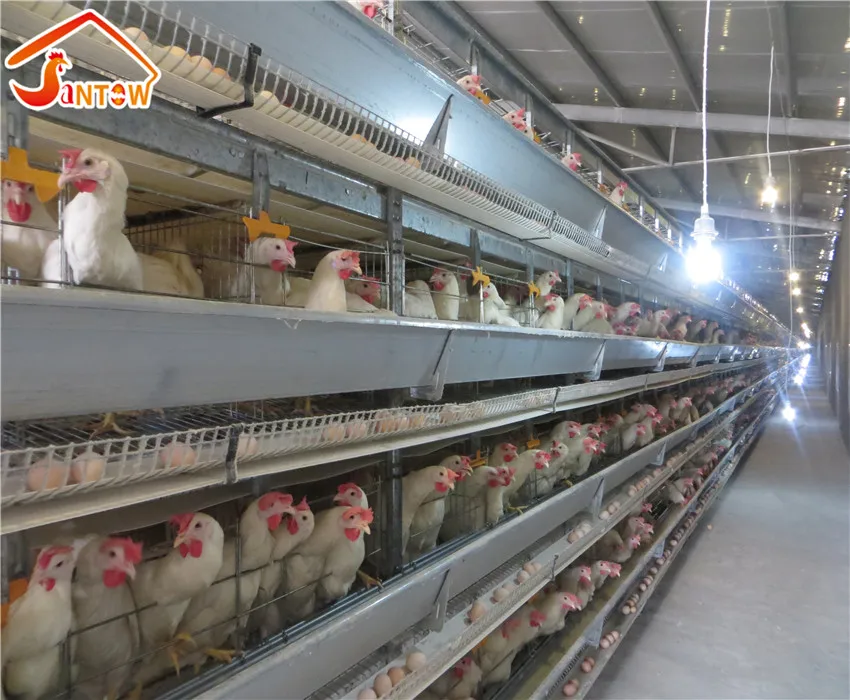 wholesale live birds trap cage on sale