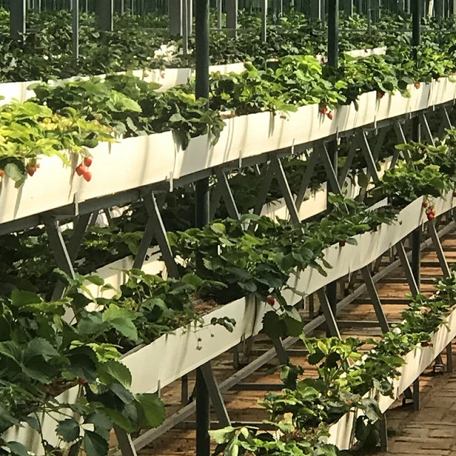 NFT-Hydroponic-1_.jpg