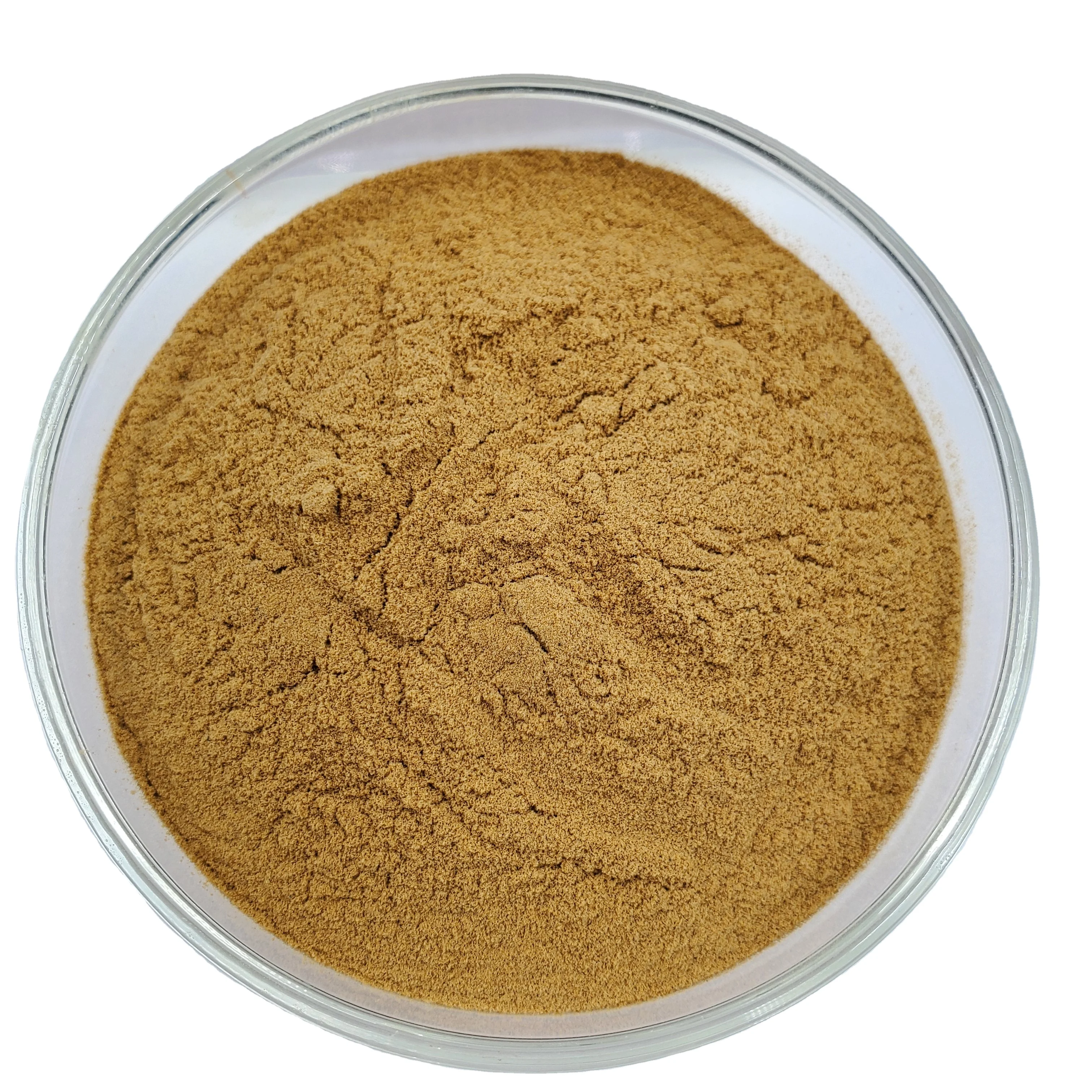 Factory Supply High Natural plant ligusticum extract, ligusticum chuanxiong extract