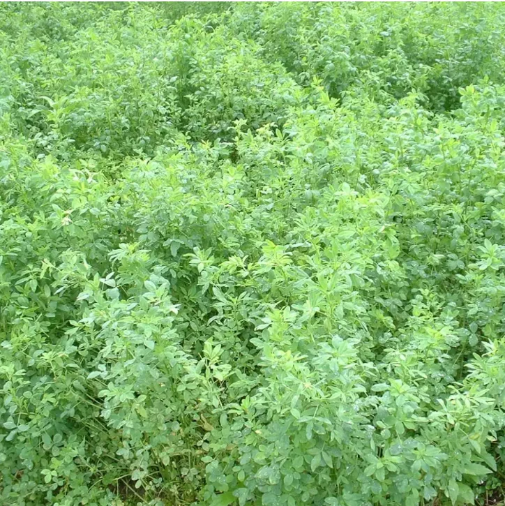 Nitrogen-fixing bacteria Azotobacter brown biological  fertilizer