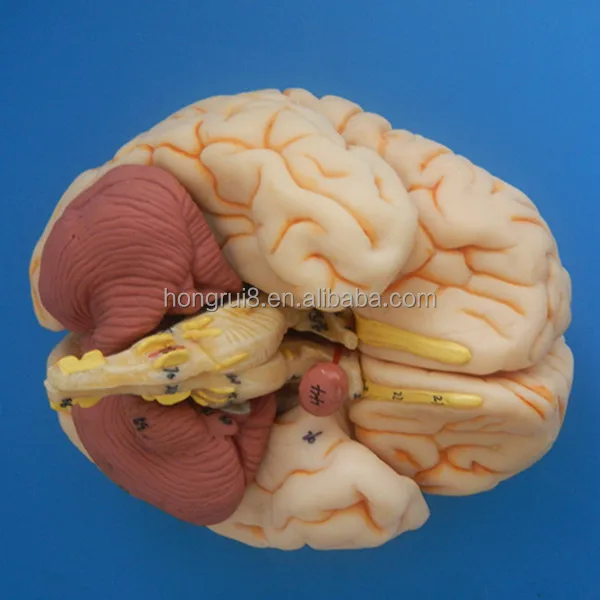 A18201 brain 4.jpg