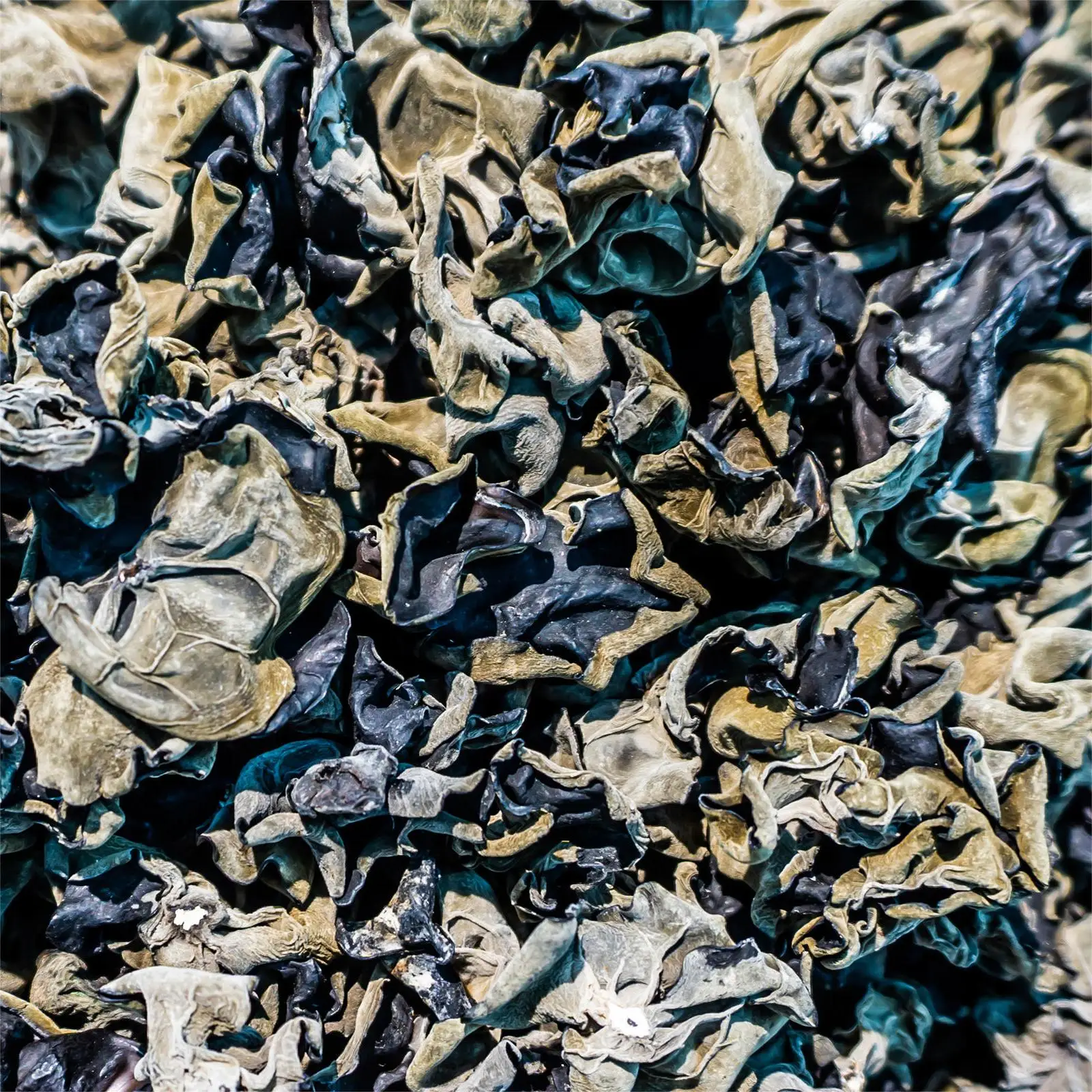 Multifunctional High Mushroom For Sale  cooking fresh wood ear mushrooms