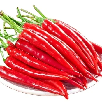 Hot Sale Custom Packaging sheppars bell Peppers Sichuan Shanxi Capsicum Fresh Spice Red Hot Chili Pepper Fresh Red Chilli