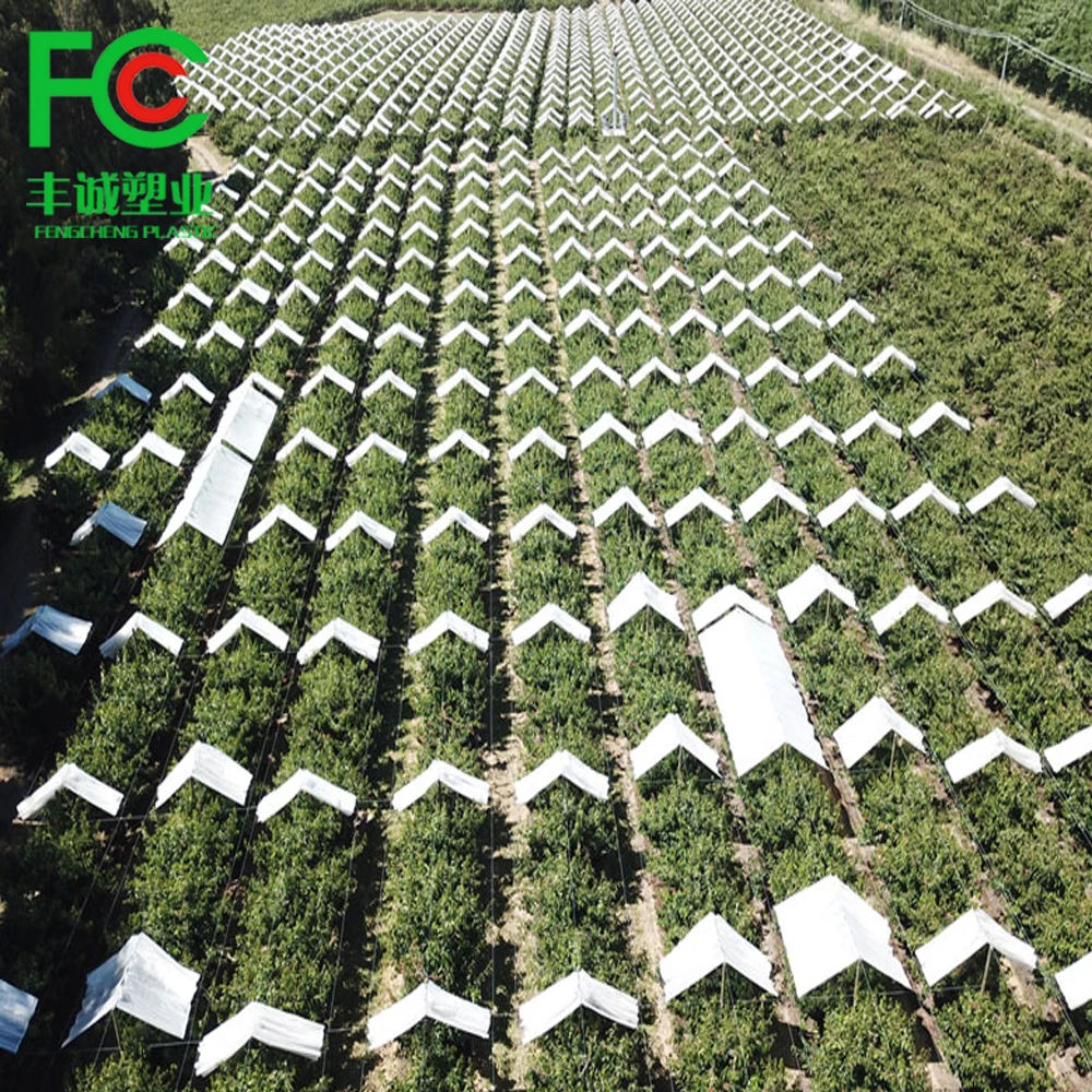 cherry crop protected under plastic rain covers protection against cracking for sweet cherry orchards