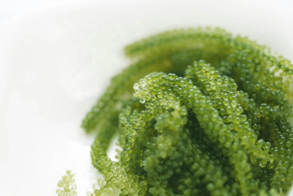 Healthy Food Dehydrated Dried Seaweed With Cheap Price