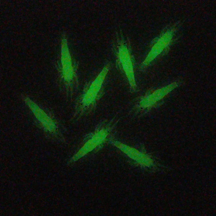 4cm Fishing Luminous Shrimp Soft Plastic Lure Fishing Shrimp Lure