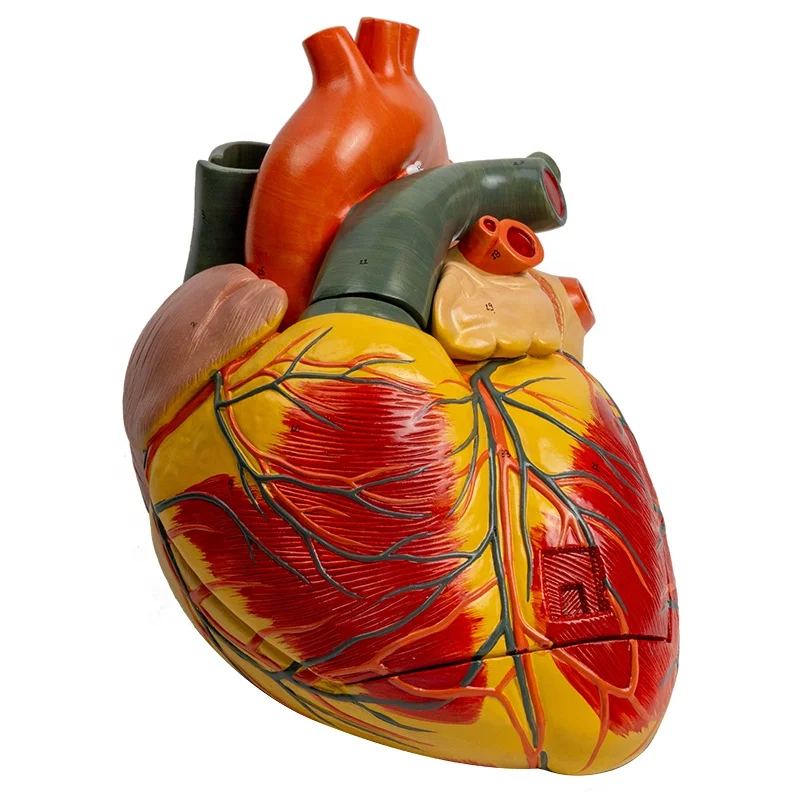 Модель человеческого сердца съемная и увеличенная Анатомия обучающая медицинская демонстрационная модель кровообращения