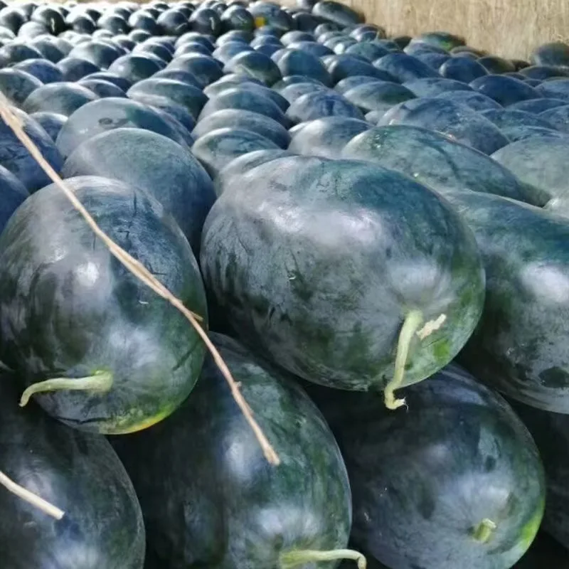 Premium Fresh Watermelon Juicy, crispy and sweet organic fresh watermelon