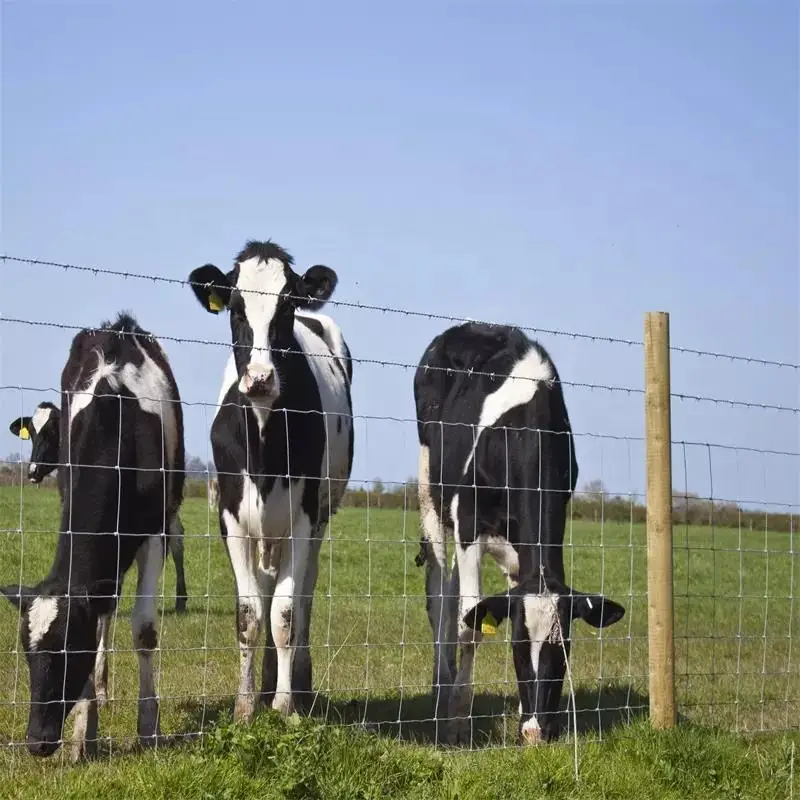 Wholesale Hot Dipped Galvanized Welded Wire Mesh Roll For Cattle Fence