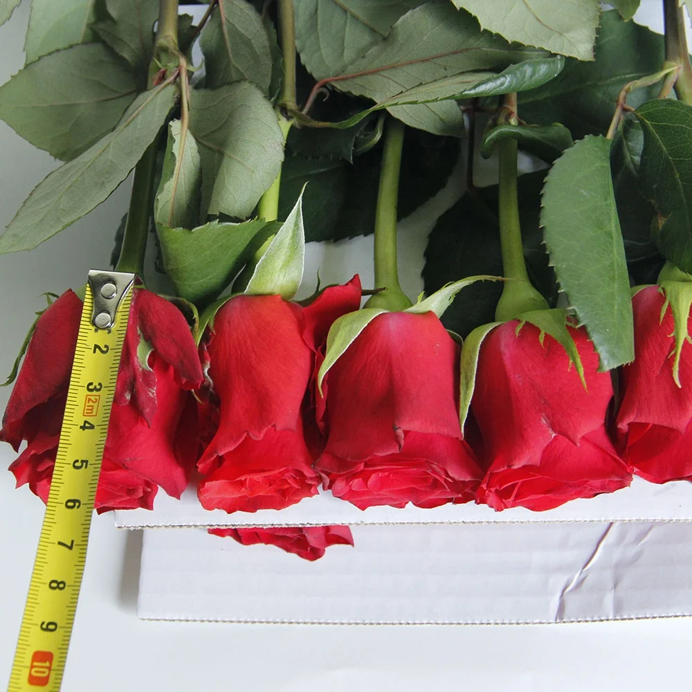 Wholesales Factory Supply Ecuador Fresh Cut Flowers Red Roses Lilies Antherium  For Home Valentine Flower Arrangement Bouquet