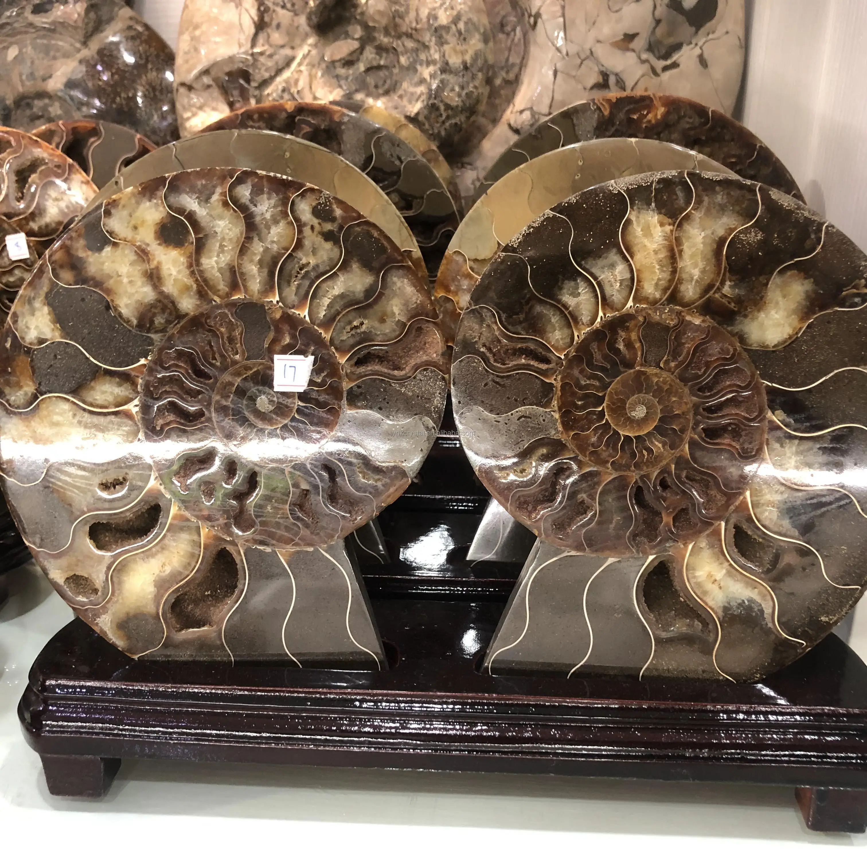 Wholesale  high quality natural ammonite fossil mineral specimen slice big ammonite fossils for decoration