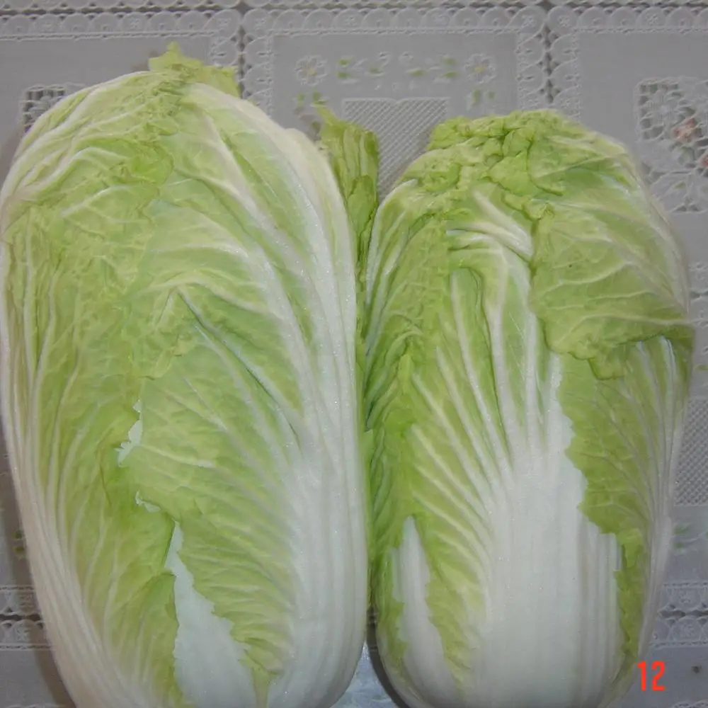 
chinese long fresh cabbage 