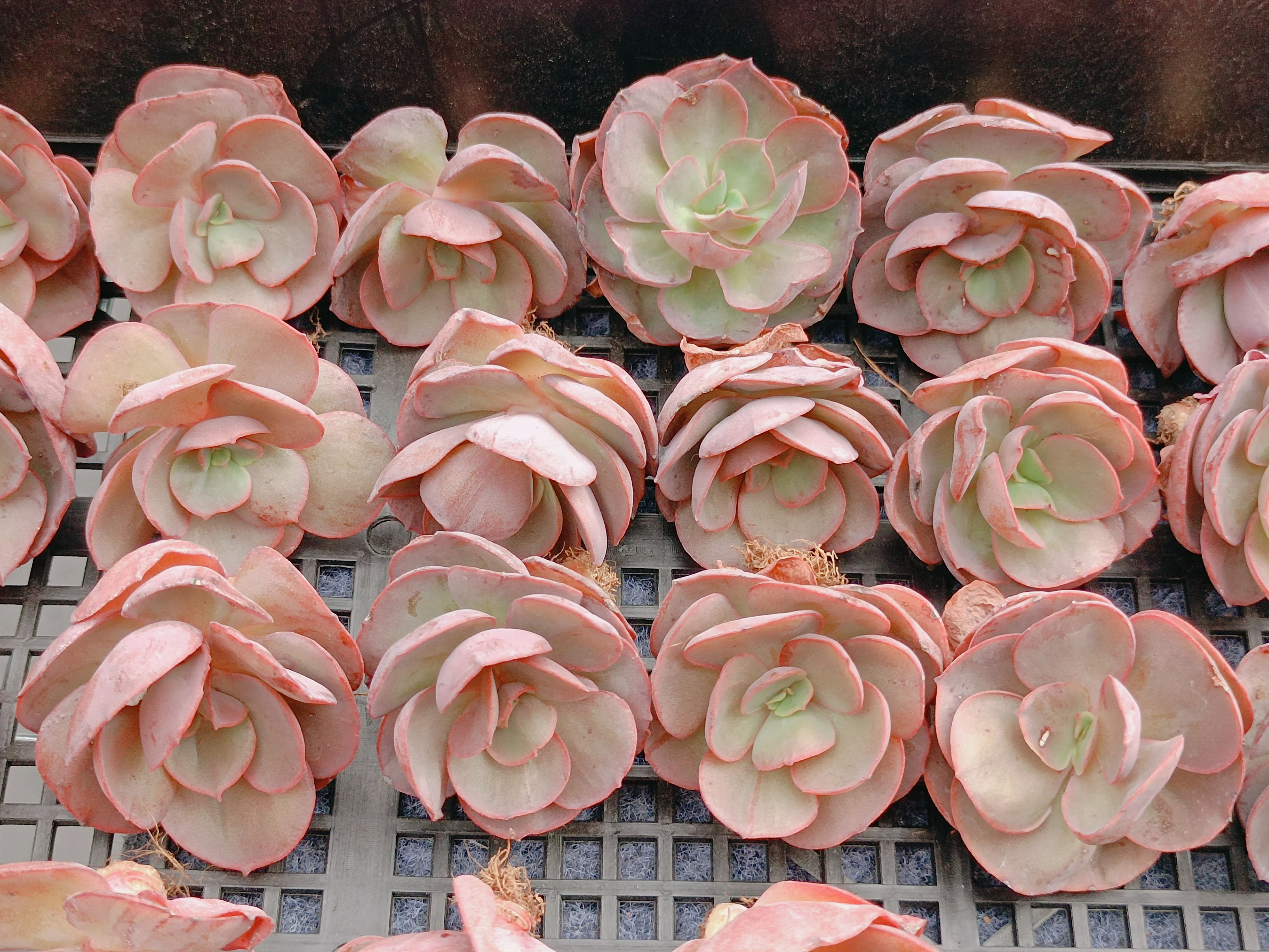 LG 017 Echeveria Suyeon 6.5cm pot Live Succulent live Plant woody plant cactus bonsai indoor gardening