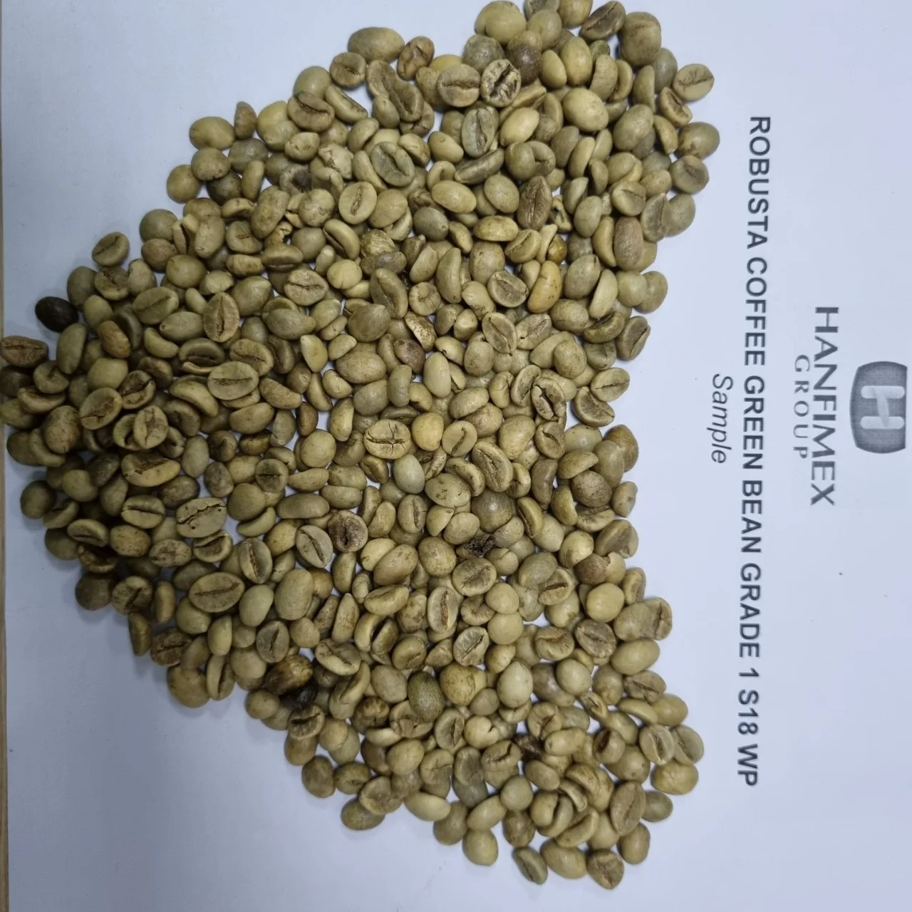 VIETNAM ROBUSTA COFFEE BEANS SIZE 18 WET POLISHED NEW CROP WHOLESALE LOW PRICE TOP DIRECT FARMS FACTORY HANFIMEX 008437407
