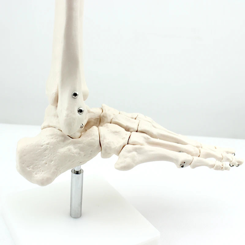 On Sale China Model The Human Skeleton