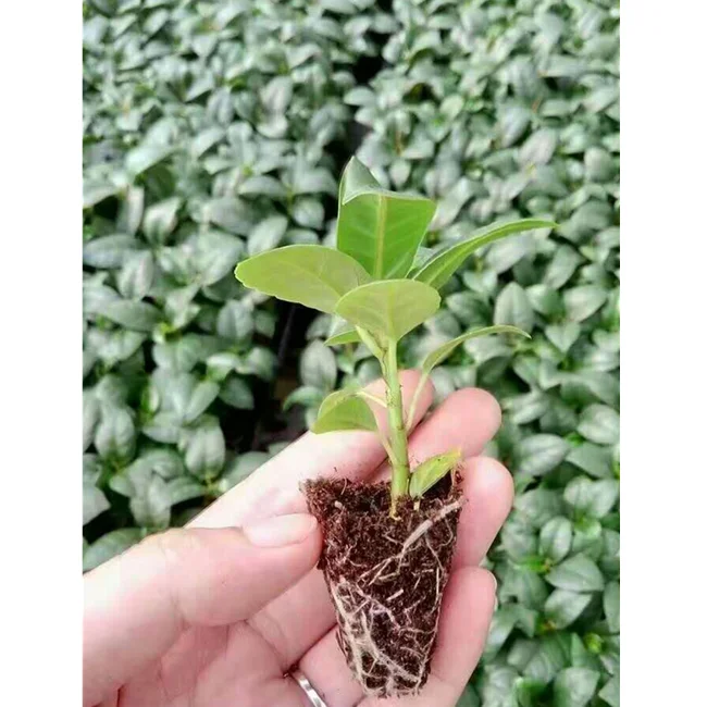 6 15 18 32 50 72 98 105 128 162 200 holes cells plastic seed starter tray black PS nursery seed trays