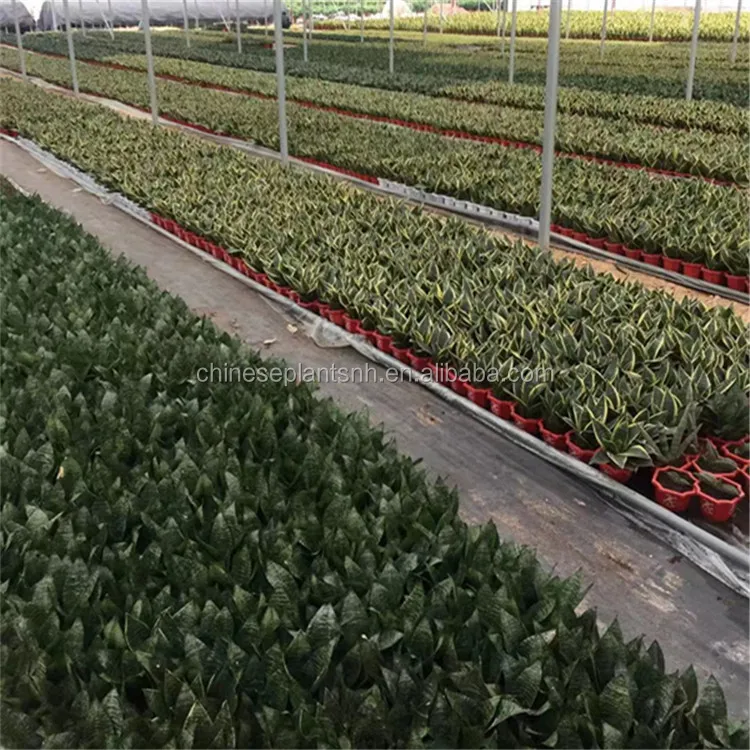 sansevieria trifasciata laurentii sansevieria superba sansevieria golden hahnii  cylindrica